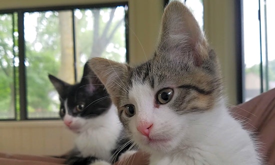 Kittens in Minneapolis looking for their fur-ever homes