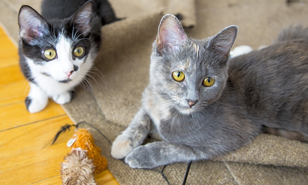 Kittens in Chicago looking for their furever homes