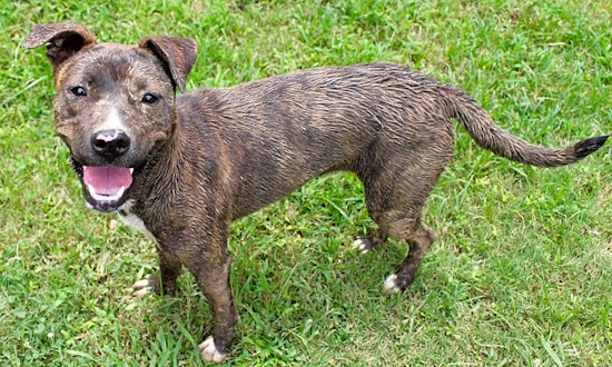 Puppies in Memphis looking for their fur-ever homes