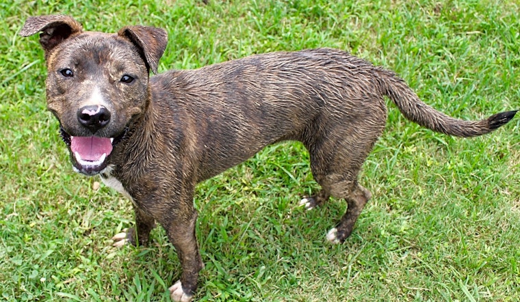 Puppies in Memphis looking for their fur-ever homes
