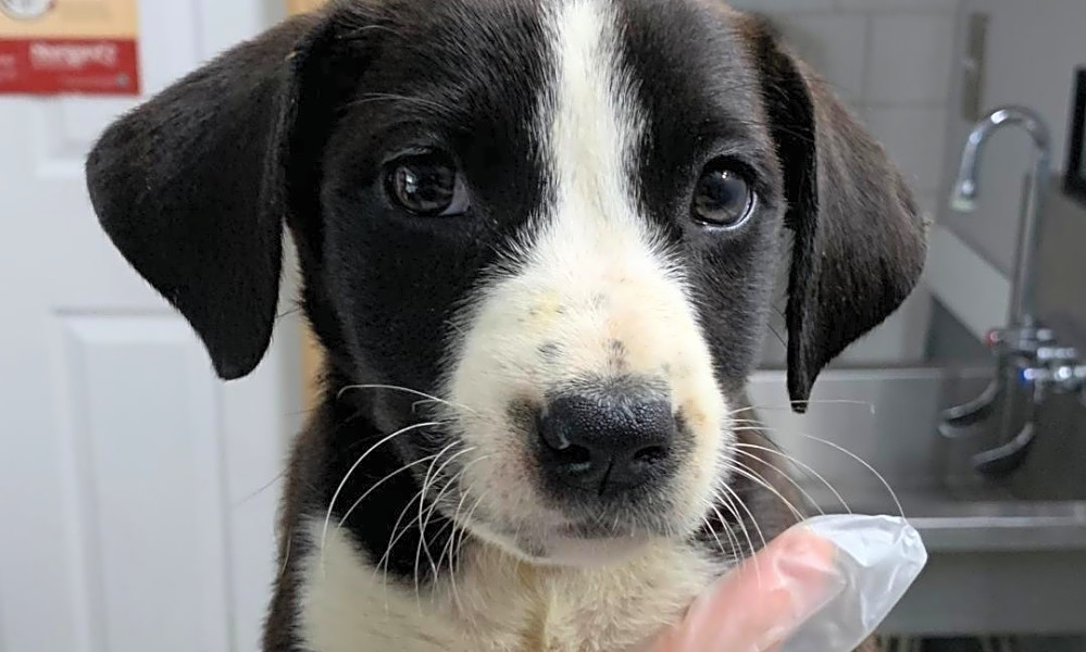 Puppies in St. Louis looking for their fur-ever homes
