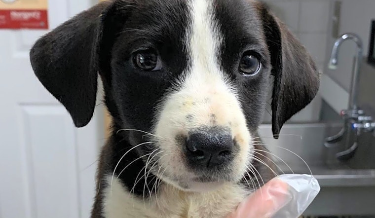 Puppies in St. Louis looking for their fur-ever homes