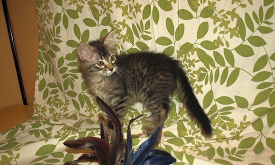 Kittens in Kansas City looking for their fur-ever homes