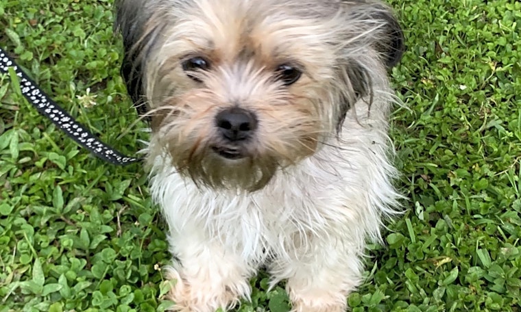 Dogs in New Orleans looking for their fur-ever homes