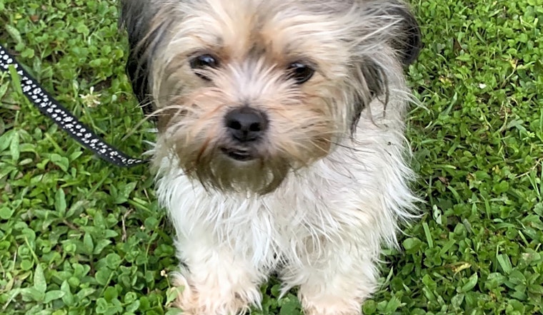 Dogs in New Orleans looking for their fur-ever homes