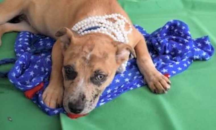 Puppies in San Antonio looking for their fur-ever homes