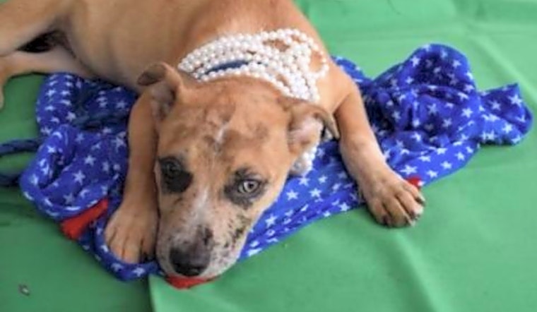 Puppies in San Antonio looking for their fur-ever homes