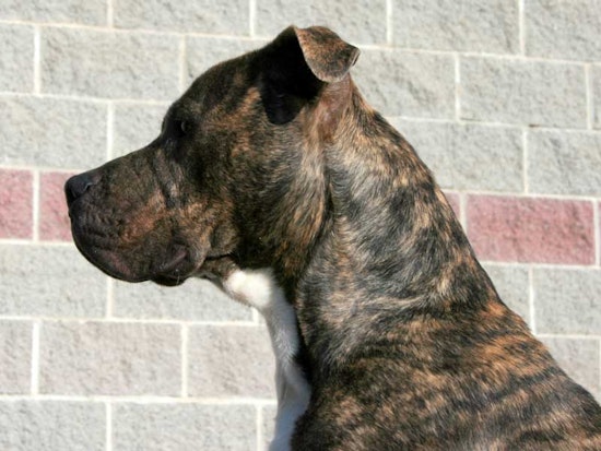 Pit Bulls Dogging 400 Block of Haight Street