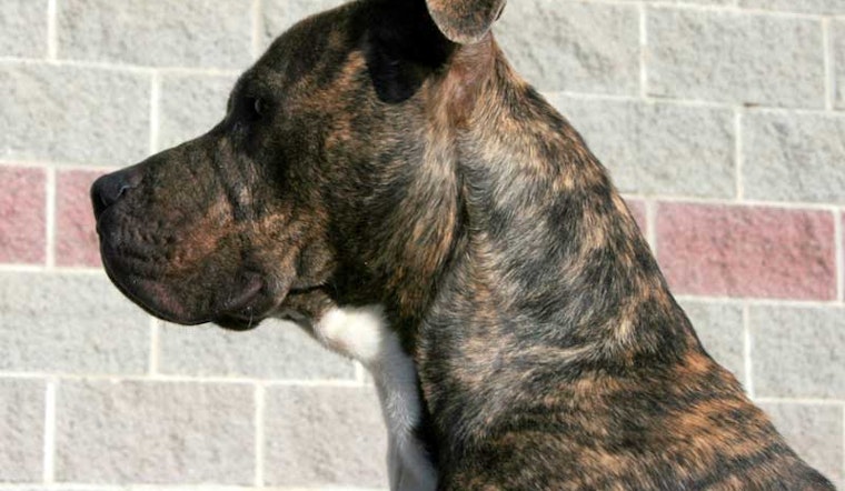 Pit Bulls Dogging 400 Block of Haight Street