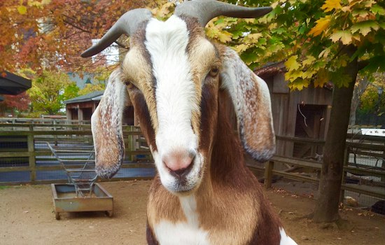 Yes, There’s Actually a  Zoo in Queens