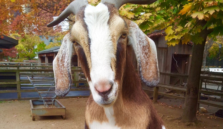 Yes, There’s Actually a Zoo in Queens