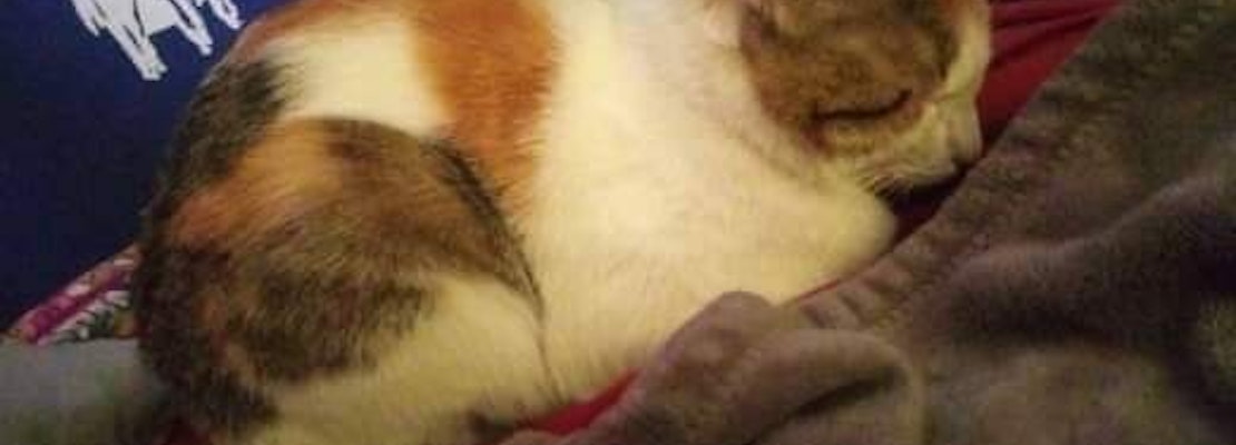 Cats in Omaha looking for their fur-ever homes