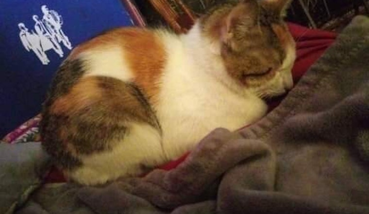 Cats in Omaha looking for their fur-ever homes
