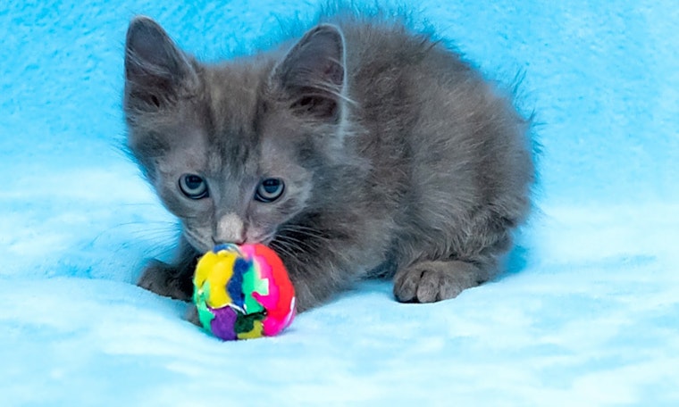 Kittens in Houston looking for their fur-ever homes