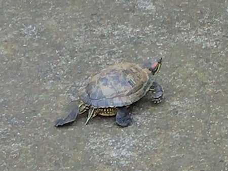 Ambitious Turtle Seeks Adventure Beyond Bernal Heights Reservoir