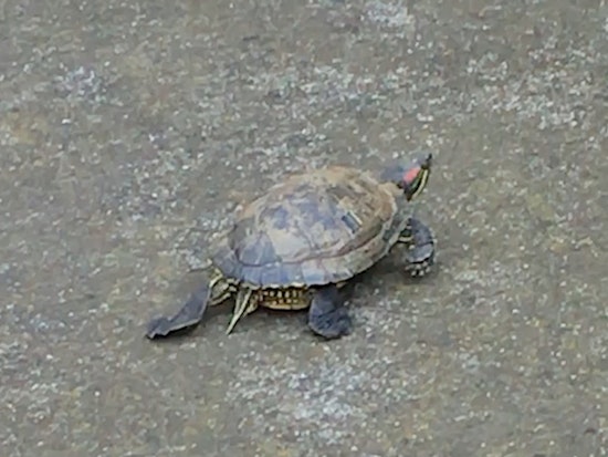 Ambitious Turtle Seeks Adventure Beyond Bernal Heights Reservoir