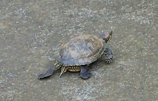 Ambitious Turtle Seeks Adventure Beyond Bernal Heights Reservoir