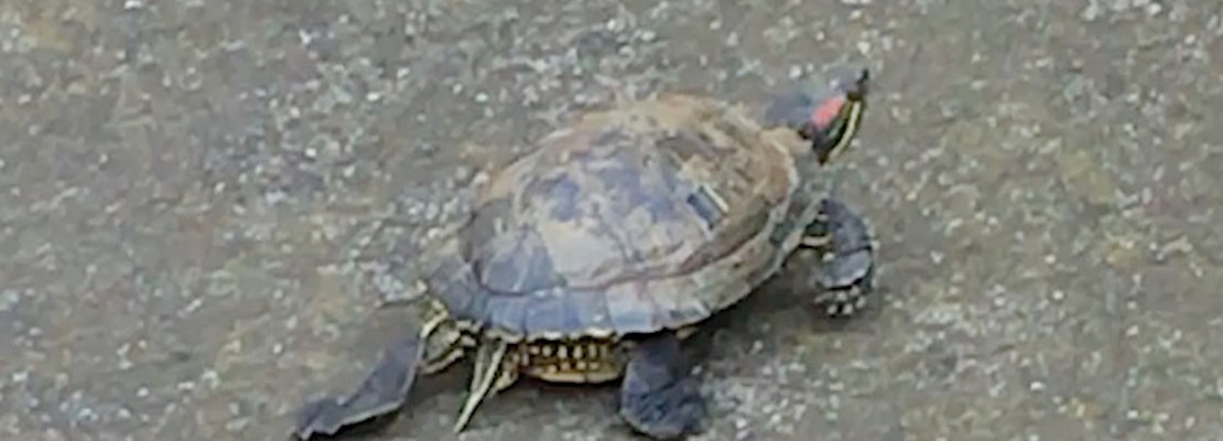 Ambitious Turtle Seeks Adventure Beyond Bernal Heights Reservoir