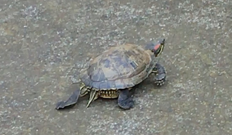 Ambitious Turtle Seeks Adventure Beyond Bernal Heights Reservoir
