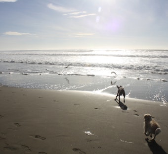 Rep. Speier Passes Amendment To Protect Off-Leash Activity In Beaches, Parks