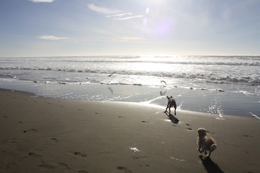 Rep. Speier Passes Amendment To Protect Off-Leash Activity In Beaches, Parks