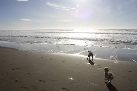Rep. Speier Passes Amendment To Protect Off-Leash Activity In Beaches, Parks