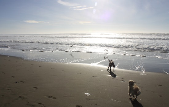 Rep. Speier Passes Amendment To Protect Off-Leash Activity In Beaches, Parks