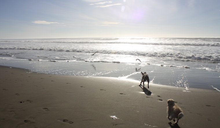 Rep. Speier Passes Amendment To Protect Off-Leash Activity In Beaches, Parks