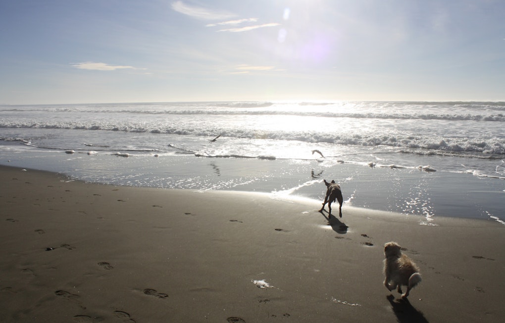 Rep. Speier Passes Amendment To Protect Off-Leash Activity In Beaches, Parks