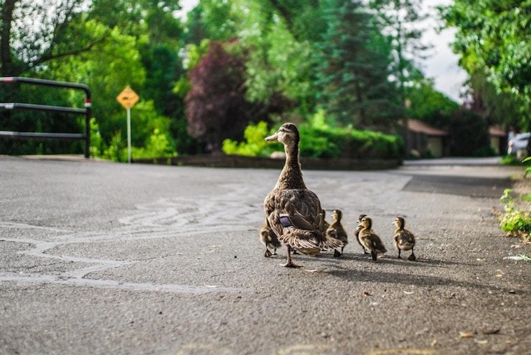 Top Durham news: Ducks blamed for multi-vehicle crash; man shot while walking downtown; more