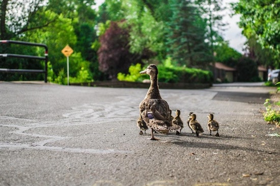 Top Durham news: Ducks blamed for multi-vehicle crash; man shot while walking downtown; more
