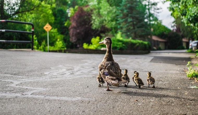 Top Durham news: Ducks blamed for multi-vehicle crash; man shot while walking downtown; more