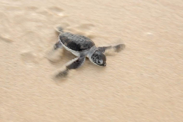 Top Miami news: Police nab woman seen 'stomping' around turtle nest; Marlins' attendance ebbing