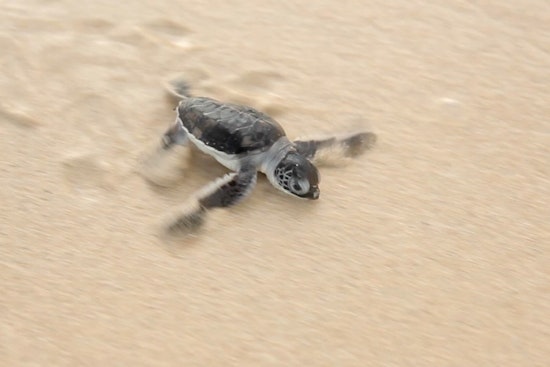 Top Miami news: Police nab woman seen 'stomping' around turtle nest; Marlins' attendance ebbing
