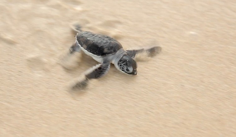 Top Miami news: Police nab woman seen 'stomping' around turtle nest; Marlins' attendance ebbing