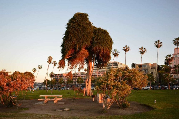 Top San Diego news: ‘The Lorax’ tree falls in San Diego park; SD Unified fights summer hunger; more