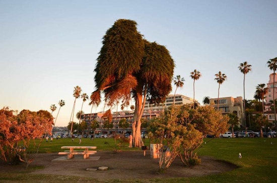 Top San Diego news: ‘The Lorax’ tree falls in San Diego park; SD Unified fights summer hunger; more