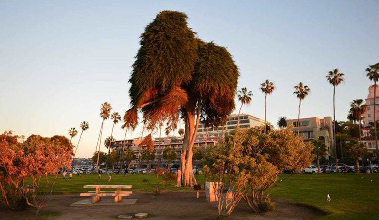 Top San Diego news: ‘The Lorax’ tree falls in San Diego park; SD Unified fights summer hunger; more