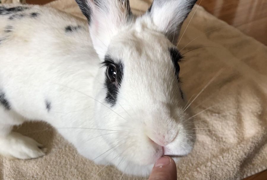 Rabbits in Philadelphia looking for their furever homes