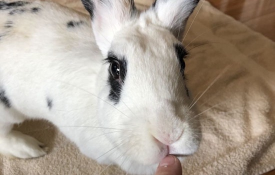 Rabbits in Philadelphia looking for their fur-ever homes