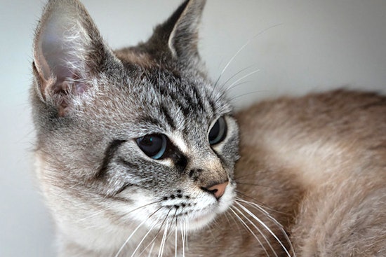 Cats in Berkeley looking for their fur-ever homes