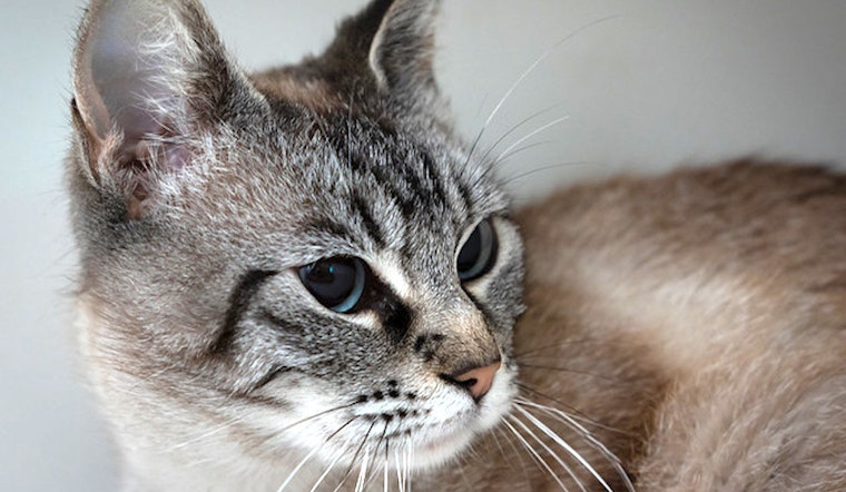 Cats in Berkeley looking for their fur-ever homes