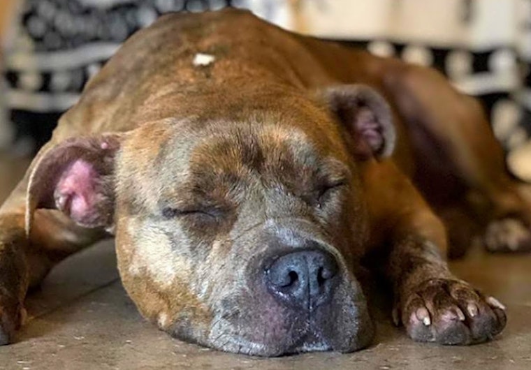Dogs in Orlando looking for their fur-ever homes