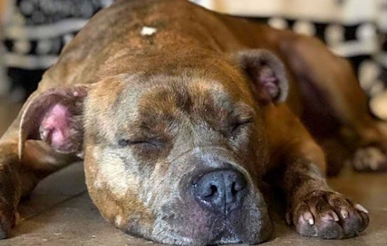 Dogs in Orlando looking for their fur-ever homes