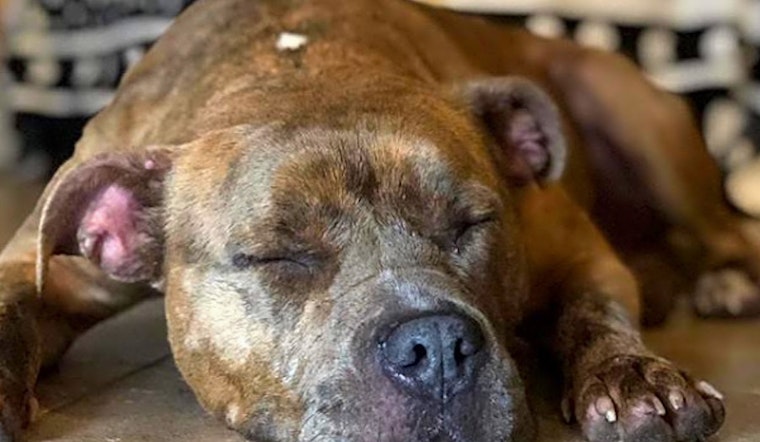 Dogs in Orlando looking for their fur-ever homes
