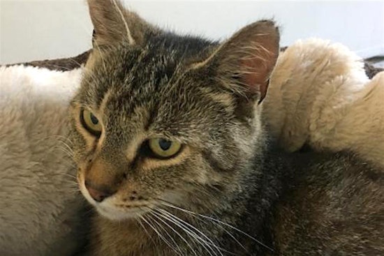 Kittens in San Jose looking for their fur-ever homes