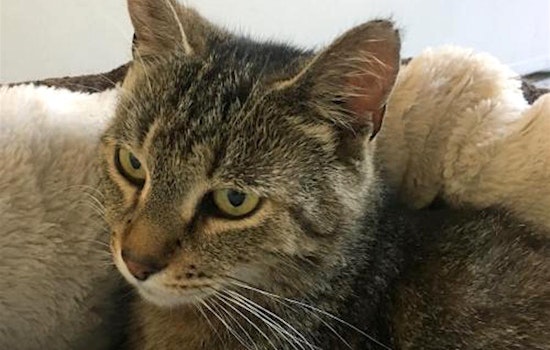 Kittens in San Jose looking for their fur-ever homes