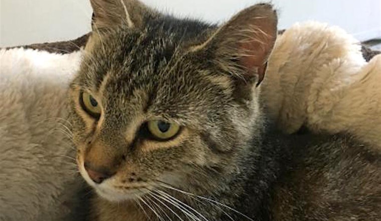 Kittens in San Jose looking for their fur-ever homes