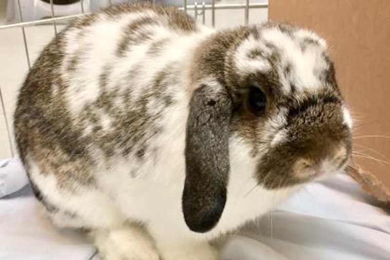 Purr-fect pets to adopt in and around Seattle