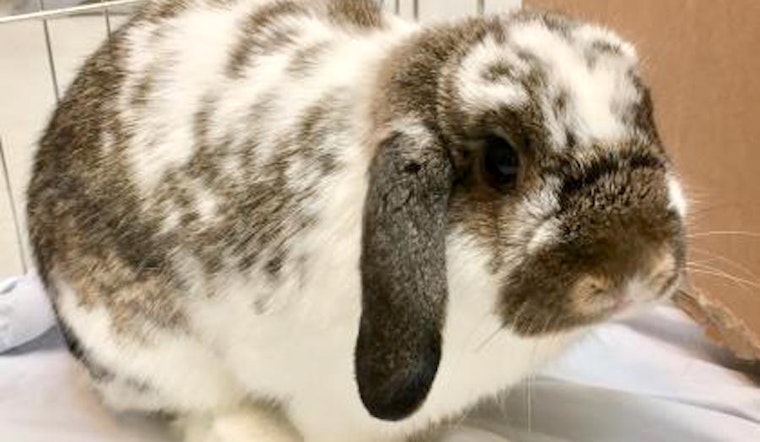 Purr-fect pets to adopt in and around Seattle